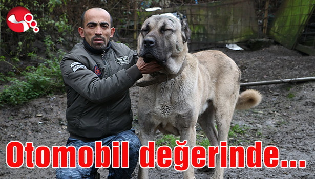 Bu köpekler otomobil değerinde...