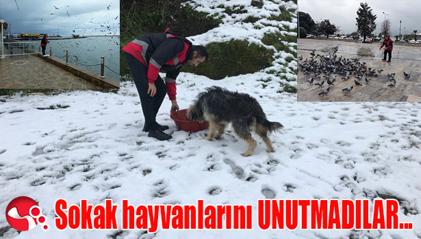 Sokak hayvanlarını UNUTMADILAR...
