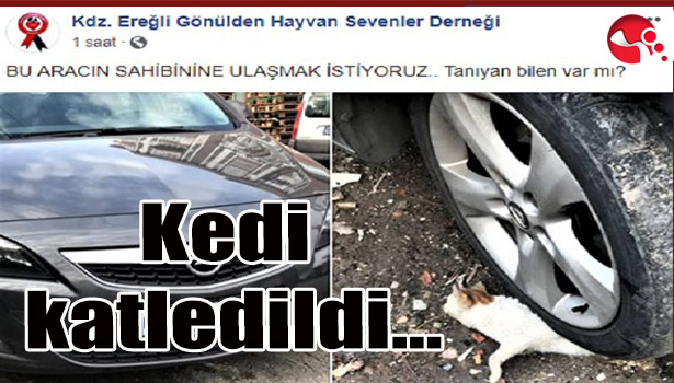 Kedi katledildi...