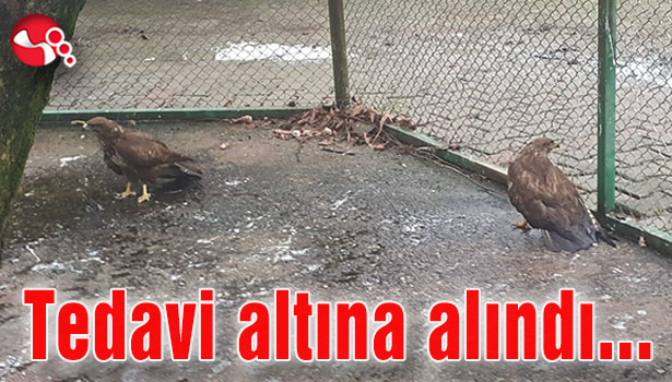 Tedavi altına alındı...