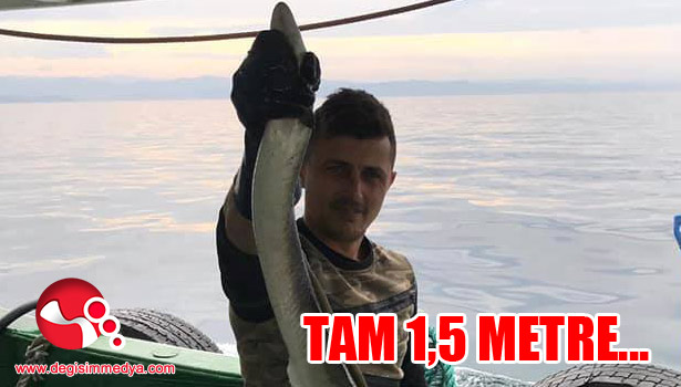 Tam 1,5 metre uzunluğunda!