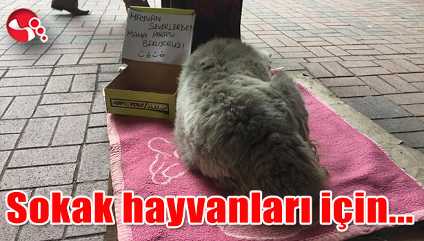 Sokak hayvanları için...