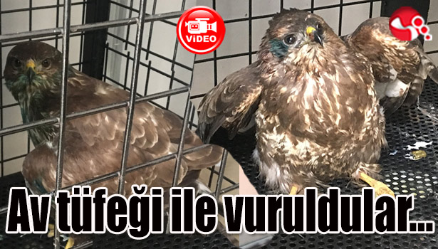 Av tüfeği ile vuruldular...