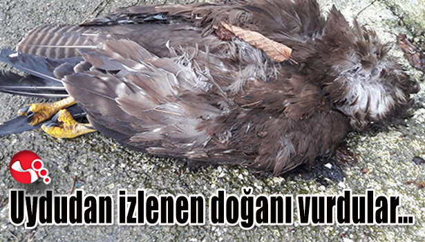 Uydudan izlenen doğanı vurdular...