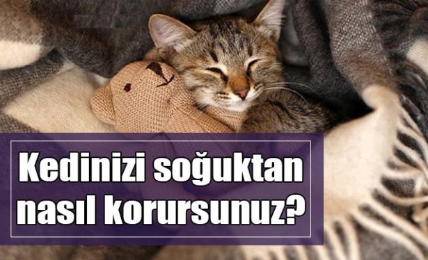Kedileri soğuktan nasıl koruyabiliriz?