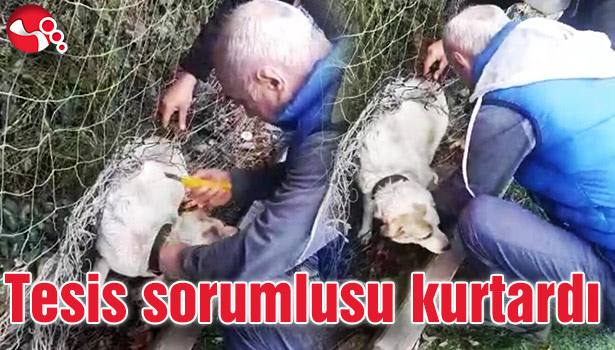 Tesis sorumlusu kurtardı