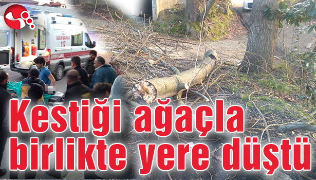 Kestiği ağaçla birlikte yere düştü