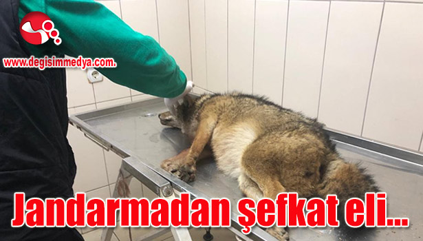 Jandarmadan şefkat eli...