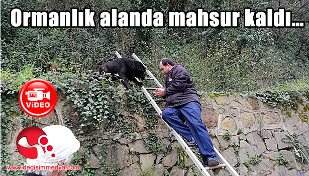 Ormanlık alanda mahsur kaldı...