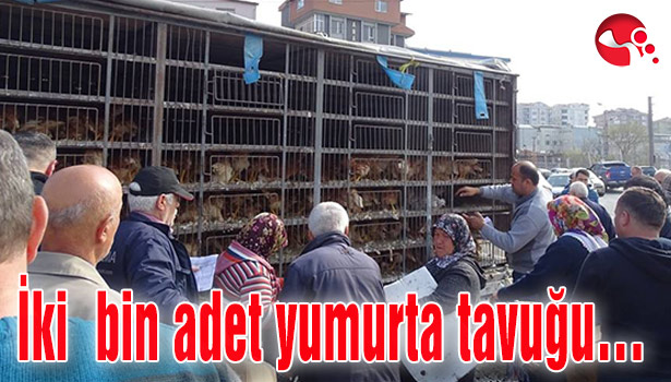 İki bin adet yumurta tavuğu dağıtıldı...