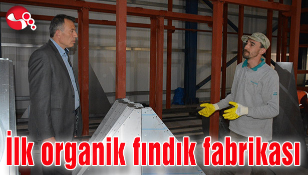 İlk organik fındık fabrikası kuruluyor