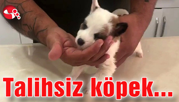 Talihsiz köpek...