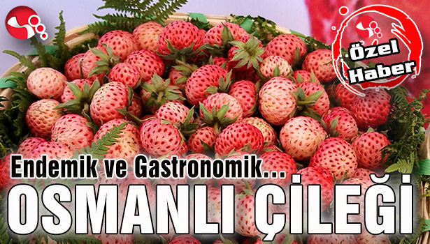 Endemik ve Gastronomik... OSMANLI ÇİLEĞİ