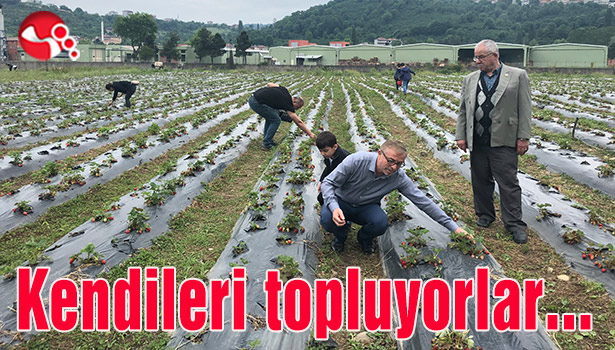 Kendileri topluyorlar...