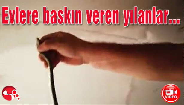 Evlere baskın veren yılanlar yakalandı...