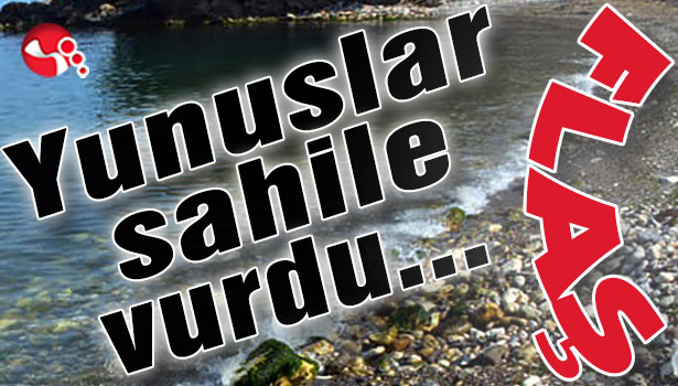Yunuslar sahile vurdu...