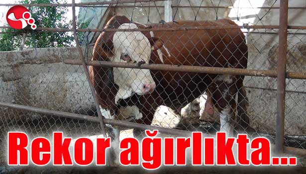 Rekor ağırlıkta...