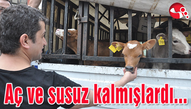 Aç ve susuz kalmışlardı...