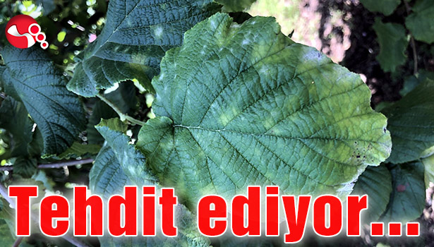 Batı Karadeniz'i tehdit ediyor...