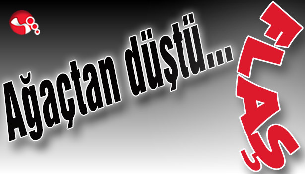 Ağaçtan düştü...