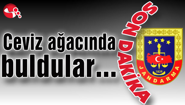 Ceviz ağacında buldular...