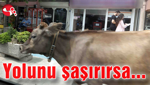 İnek yolunu şaşırırsa...
