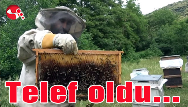 Arılar telef oldu...