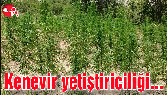 Kenevir Yetiştiriciliği Eğitimi...