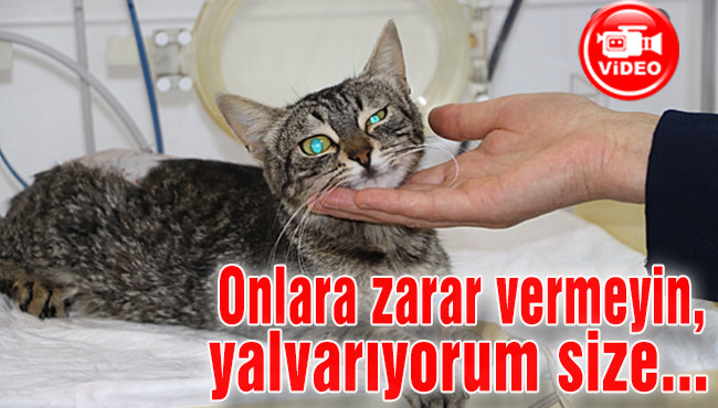 Onlara zarar vermeyin, yalvarıyorum size...