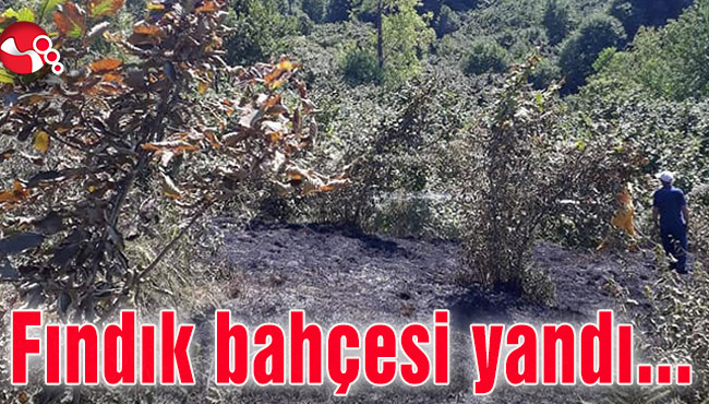 Fındık bahçesi yandı...