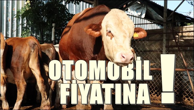 Otomobil fiyatına kurbanlık!