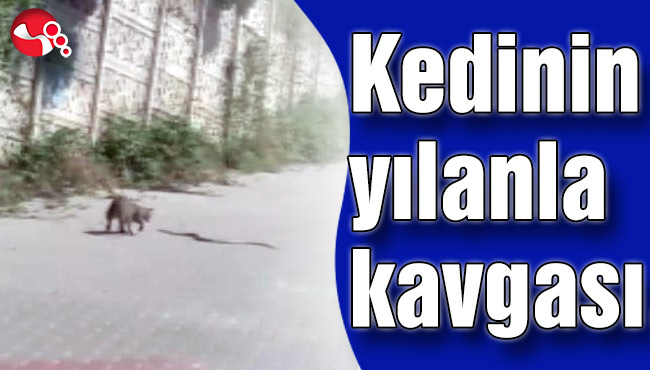 Kedinin yılanla kavgası…