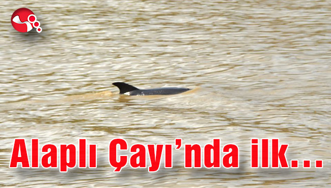 Alaplı Çayı’nda ilk…