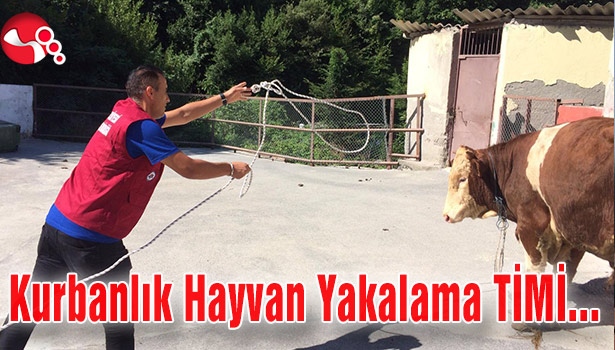 Kurbanlık Hayvan Yakalama Timi kuruldu...