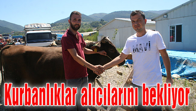 Kurbanlıklar alıcılarını bekliyor