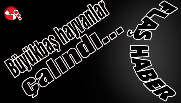 Büyükbaş hayvanlar çalındı...