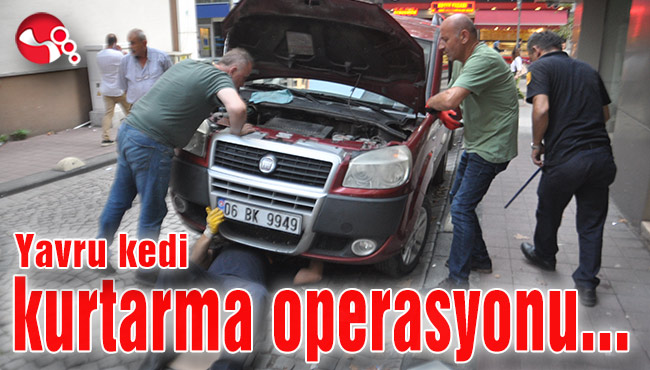 Yavru kedi kurtarma operasyonu...