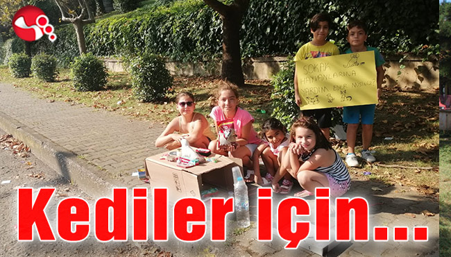 Kedilerin bakımı için...