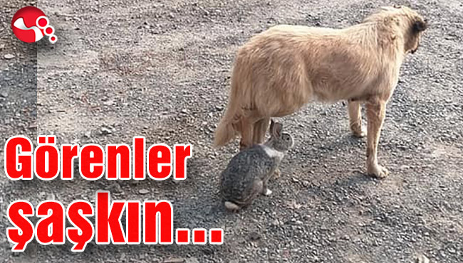 Görenler şaşkın...