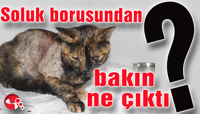 Soluk borusundan bakın ne çıktı?