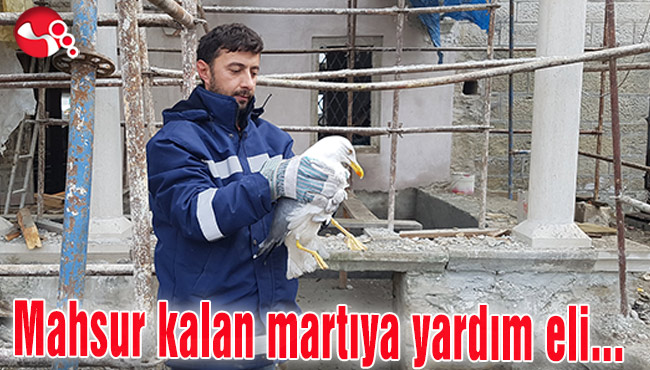 Mahsur kalan martıya yardım eli...