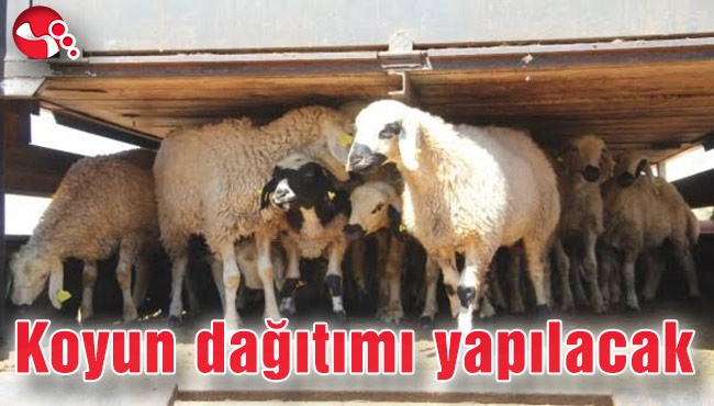 Koyun dağıtımı yapılacak