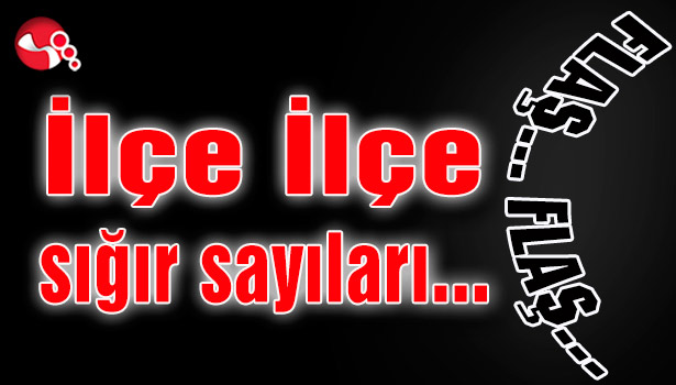 İlçe İlçe Sığır sayıları belli oldu...