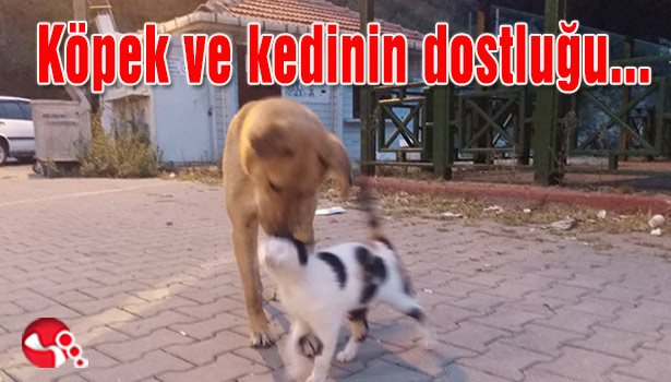 Köpek ve kedinin dostluğu...