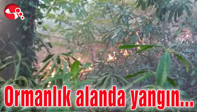 Ormanlık alanda yangın paniği...