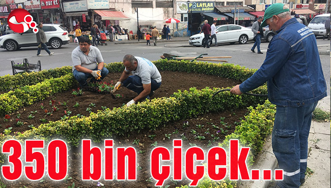 350 bin çiçek toprakla buluştu...