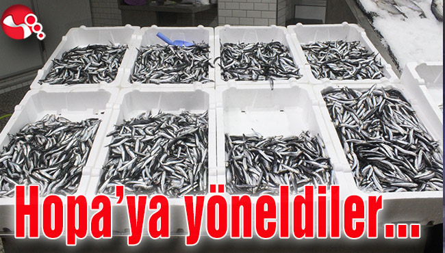Balıkçılar Hopa’ya yöneldi...
