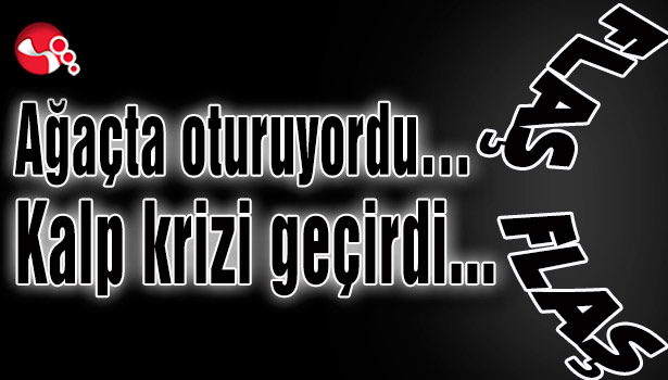 Ağaçta oturuyordu…Kalp krizi geçirdi…