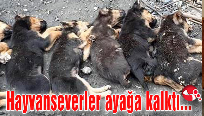 Hayvanseverler ayağa kalktı...