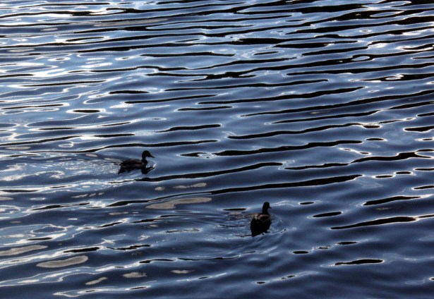 YOLUNU ŞAŞIRAN ÖRDEKLER, KOZLU&8217;YA SIĞINDI